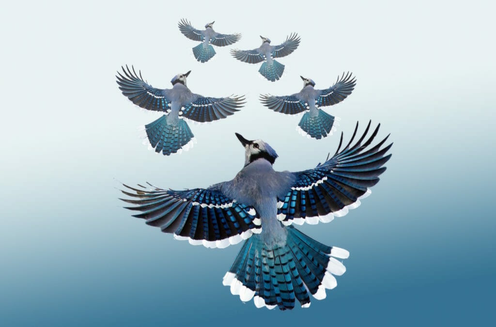 Birds flying as a metaphor of one of the values of sociocracy that is effortless, like flying. - Sociocracy For All