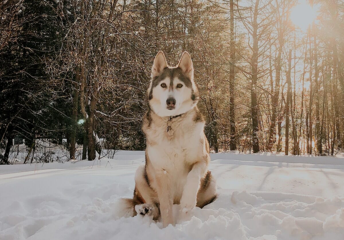 perro mirando a la cámara