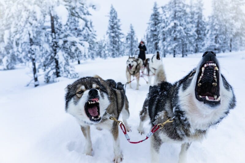 sled dogs threatening the viewer