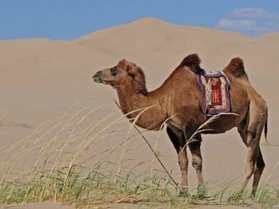 Camel 400 × 300 - group projects,group projects in sociocracy,sociocracy in group projects,group project - Sociocracy For All